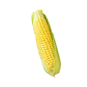 Sweet Corn
