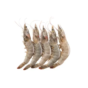 Shrimp